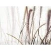Red Roof Inn® Feather Grass 36wx24h Canvas Print W/espresso Frame -Household Supplies Store 313332 V Lg