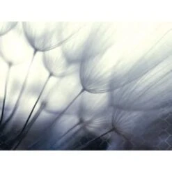 Red Roof Inn® Dandelion Flower 36wx24h Canvas Print