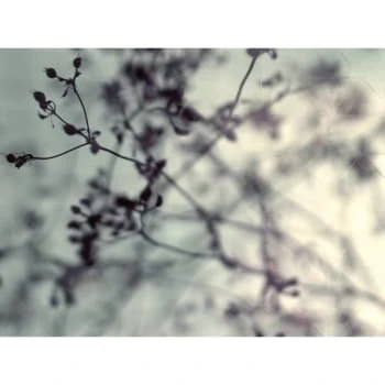 Red Roof Inn® Branches & Berries 36Wx24H Espresso Framed Artwork 3 Red Roof Inn® Branches & Berries 36Wx24H Espresso Framed Artwork